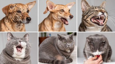 Common Pet Health Problems